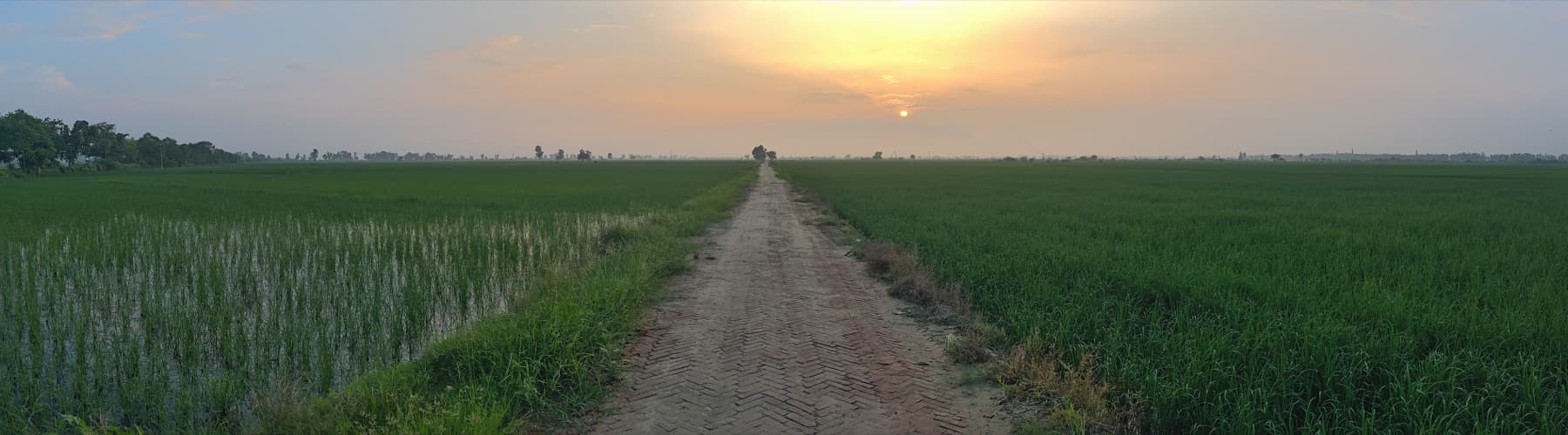 हरियाणा के खेतों के बीच सड़क